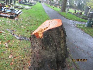 The damaged trees in Hebburn Cemetery.