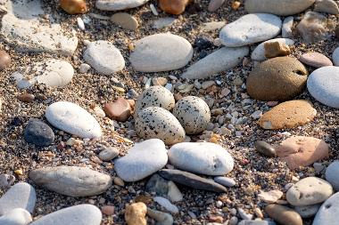 Ringed Plover eggs